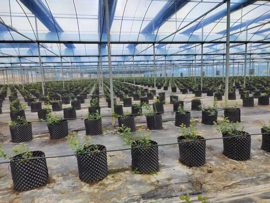Air Pruning Container