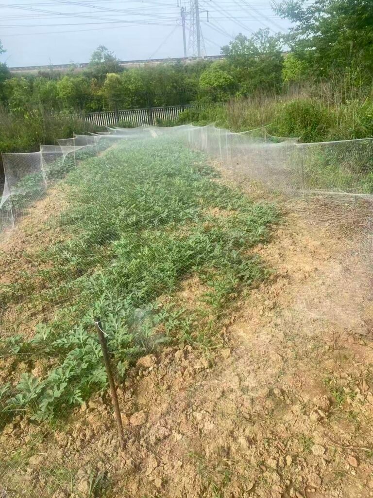 Anti-Bird Net over Orchard Rows