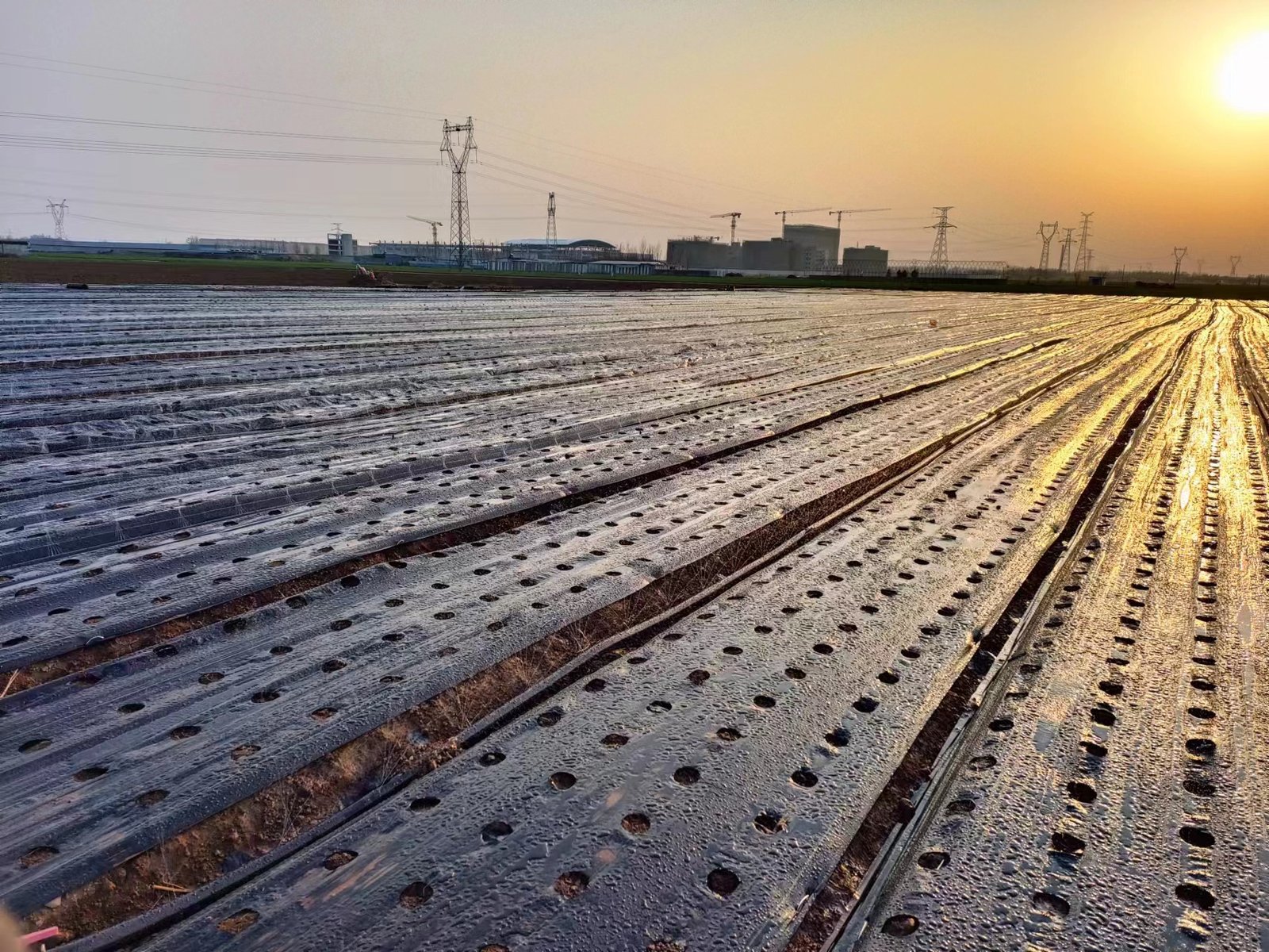 Weed Mat in Commercial Planting Beds